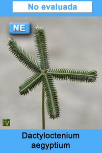 Dactyloctenium aegyptium