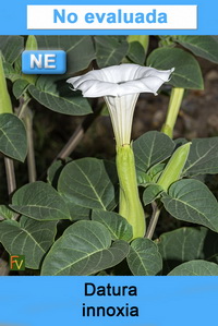 Datura innoxia