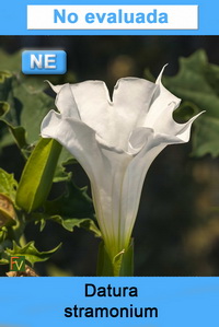 Datura stramonium