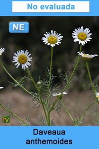 Daveaua anthemoides