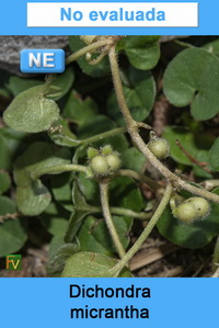 Dichondra micrantha