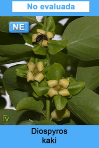 Diospyros kaki