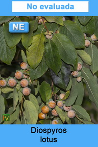 Diospyros lotus