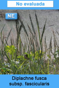 Diplachne fusca fascicularis