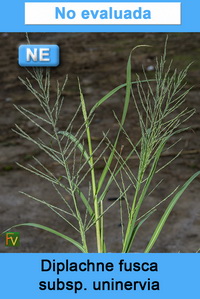 Diplachne fusca uninervia