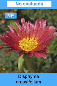 Disphyma crassifolium