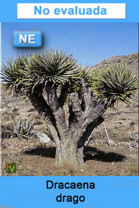 Dracaena drago