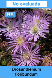 Drosanthemum floribundum