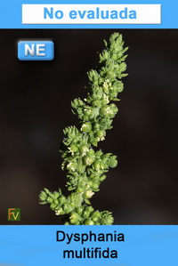 Dysphania multifida