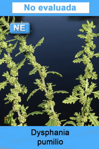 Dysphania pumilio