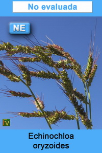 Echinochloa oryzoides