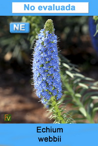 Echium webbii