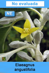 Elaeagnus angustifolia