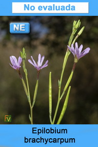 Epilobium brachycarpum