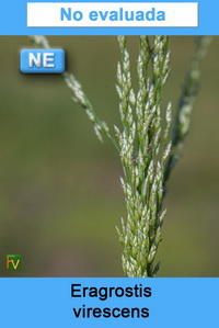 Eragrostis virescens