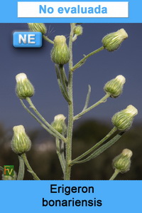 Erigeron bonariensis