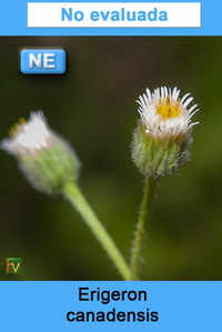 Erigeron canadensis