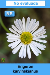 Erigeron karvinskianus