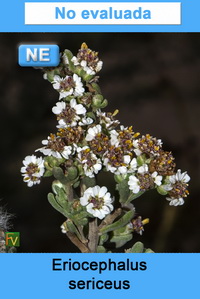 Eriocephalus sericeus