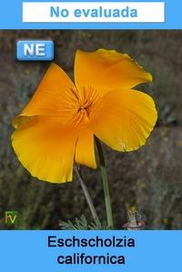Eschscholzia californica
