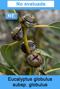 Eucalyptus globulus globulus