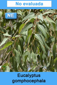 Eucalyptus gomphocephala