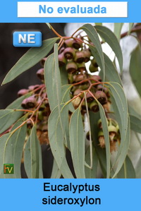 Eucalyptus sideroxylon