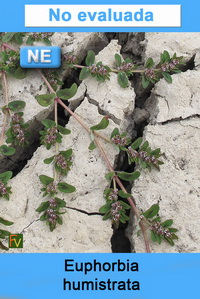 Euphorbia humistrata