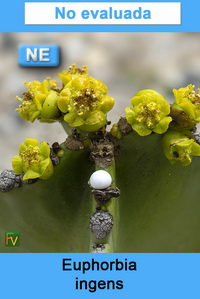 Euphorbia ingens