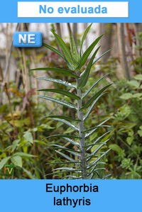 Euphorbia lathyris