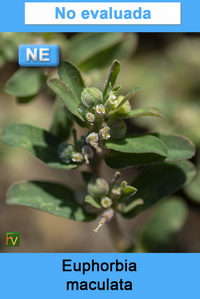 Euphorbia maculata