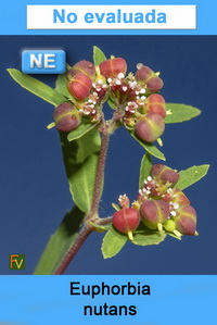 Euphorbia nutans