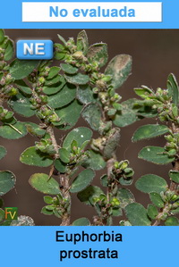 Euphorbia prostrata