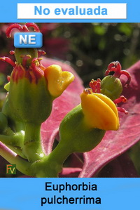Euphorbia pulcherrima