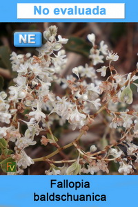 Fallopia baldschuanica