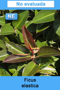 Ficus elastica