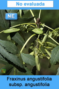 Fraxinus angustifolia angustifolia