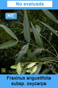 Fraxinus angustifolia oxycarpa