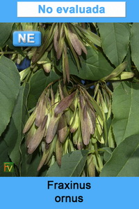 Fraxinus ornus