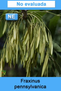 Fraxinus pennsylvanica