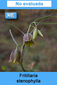 Fritillaria stenophylla