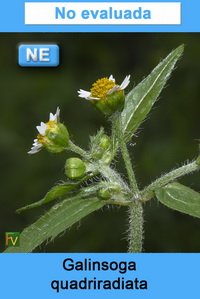 Galinsoga quadriradiata