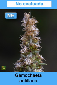 Gamochaeta subfalcata