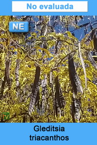 Gleditsia triacanthos