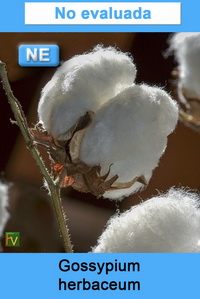 Gossypium herbaceum