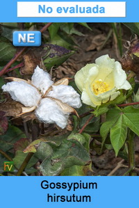 Gossypium hirsutum