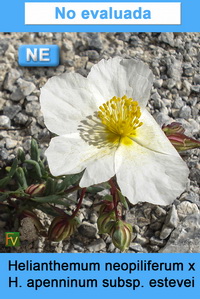 Helianthemum neopiliferum x H apenninum estevei