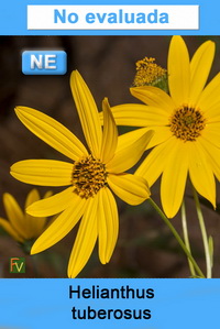 Helianthus tuberosus