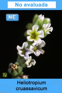 Heliotropium cruassavicum