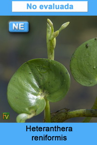 Heteranthera reniformis